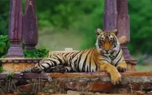 Tiger staring in jungle safari in Ranthambore – Golden Triangle Tour with Ranthambore