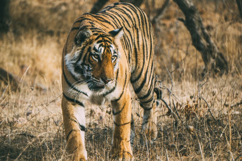 Bengal Tiger spotted during Ranthambore Safari on the Golden Triangle Tour with Ranthambore by Namaste Yatra Tours